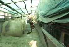 Farmhand Grannies Use a Strap-On in Barn
